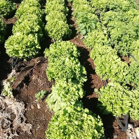 Cristina Sol H1 * Пуэрто-де-ла-Крус